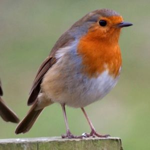 Meet your Posher, Ann